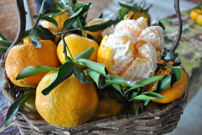 abertura safra citrus