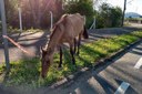 Cavalos soltos nas ruas ou abandonados: resgate destes animais vai ser discutido na Câmara