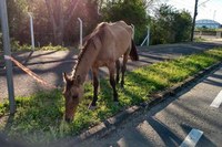 Cavalos soltos nas ruas ou abandonados: resgate destes animais vai ser discutido na Câmara