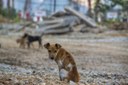 Projeto voltado para a causa animal é discutido na Câmara de Vereadores de Montenegro