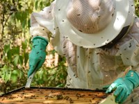 Reunião na Câmara discute a criação de uma associação e lei para fortalecer apicultores